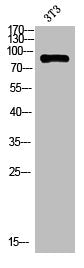 ANKRD20A1 Antibody