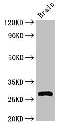 DNAJC4 Antibody