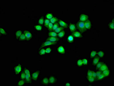 SSU72 Antibody
