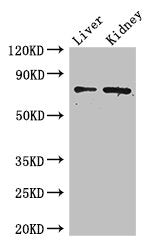 ZFP64 Antibody