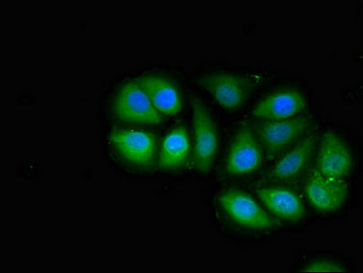 MED4 Antibody