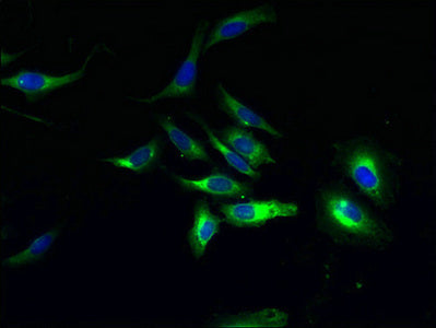 GPR84 Antibody
