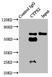 CTPS2 Antibody