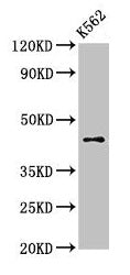 AGPAT3 Antibody