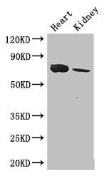 MED17 Antibody