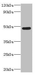 IFT57 Antibody