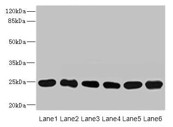 FKBP14 Antibody