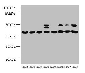 HIF1AN Antibody