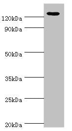 NLRP2 Antibody