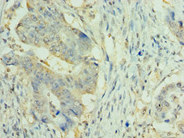 NLRP2 Antibody