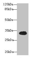 OSER1 Antibody