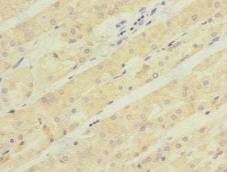 ASIC5 Antibody