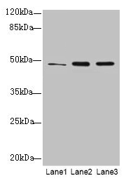 GPR83 Antibody