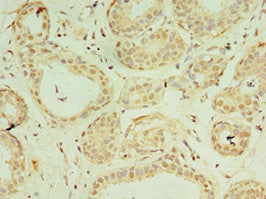 IL37 Antibody