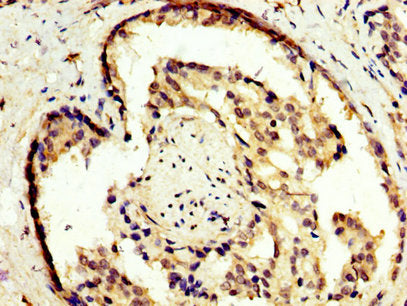 NR2E3 Antibody