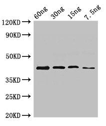 ugl Antibody