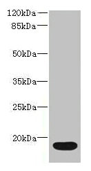 IL36RN Antibody