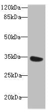 MIOX Antibody
