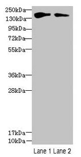 FYCO1 Antibody