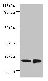 C7orf50 Antibody