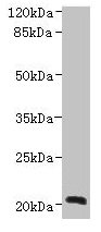 NICN1 Antibody