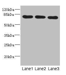 BBS2 Antibody