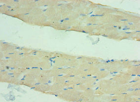 ANGPTL4 Antibody