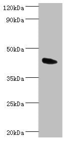 ANGPTL4 Antibody