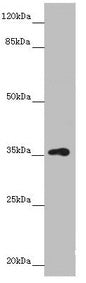 GNB1L Antibody