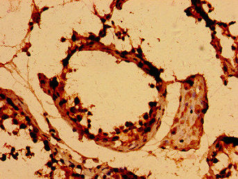 DEFB126 Antibody