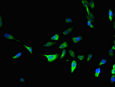 PRRG3 Antibody