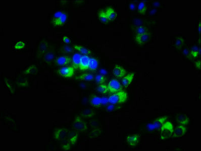 SPRY4 Antibody