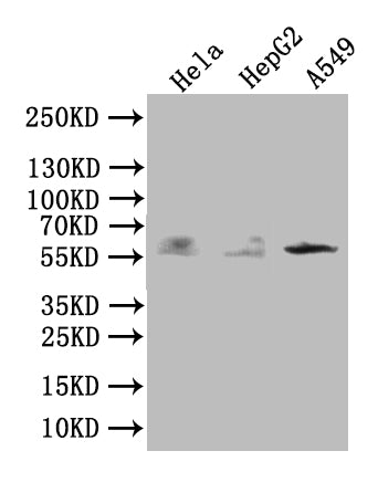 TRIM4 Antibody