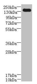 UBE2O Antibody