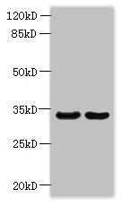 ROGDI Antibody