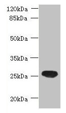 ENKD1 Antibody