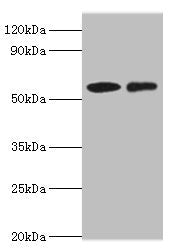 CARD9 Antibody