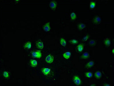 ARV1 Antibody