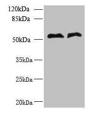 TRIT1 Antibody