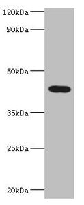HAUS4 Antibody