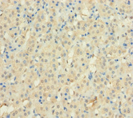 C12orf49 Antibody