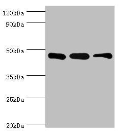 SUGCT Antibody
