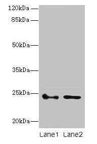 RHOF Antibody