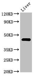 PREB Antibody