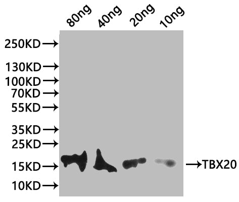 tbx20 Antibody