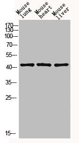 EDA Antibody