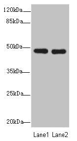 GCM1 Antibody