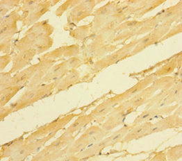 NRN1 Antibody