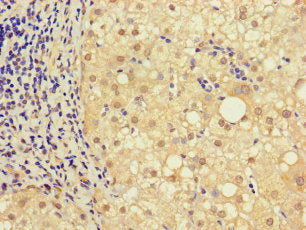 NRIP3 Antibody
