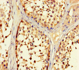 TRIM36 Antibody